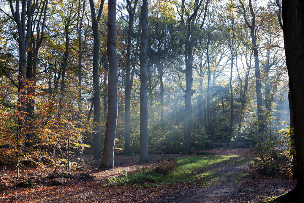 Zonnestralen in het bos tijdens de herfst