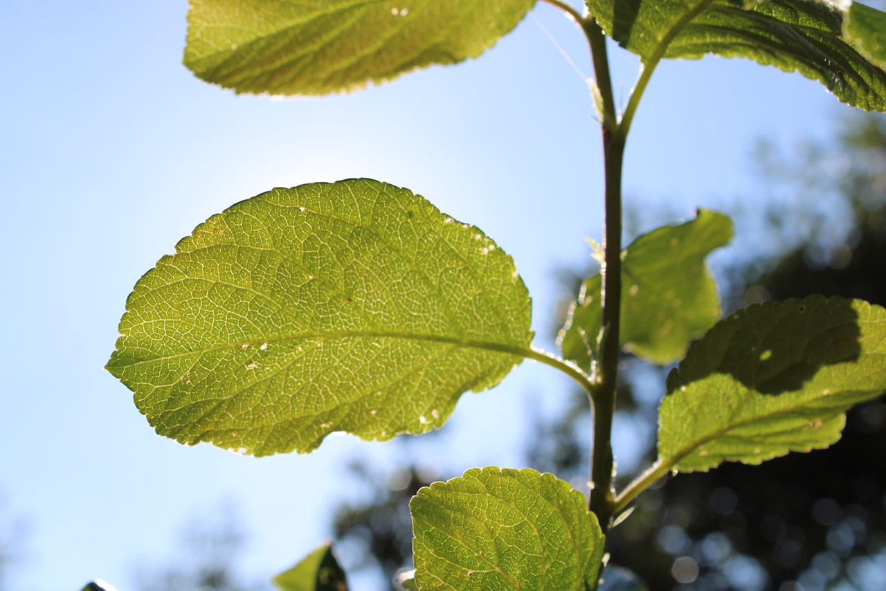 Groen blad