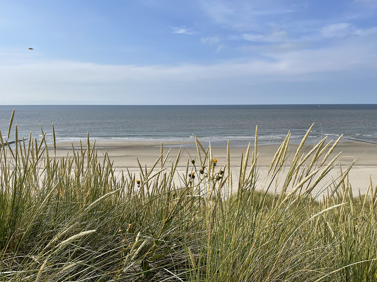 Zee en helmgras