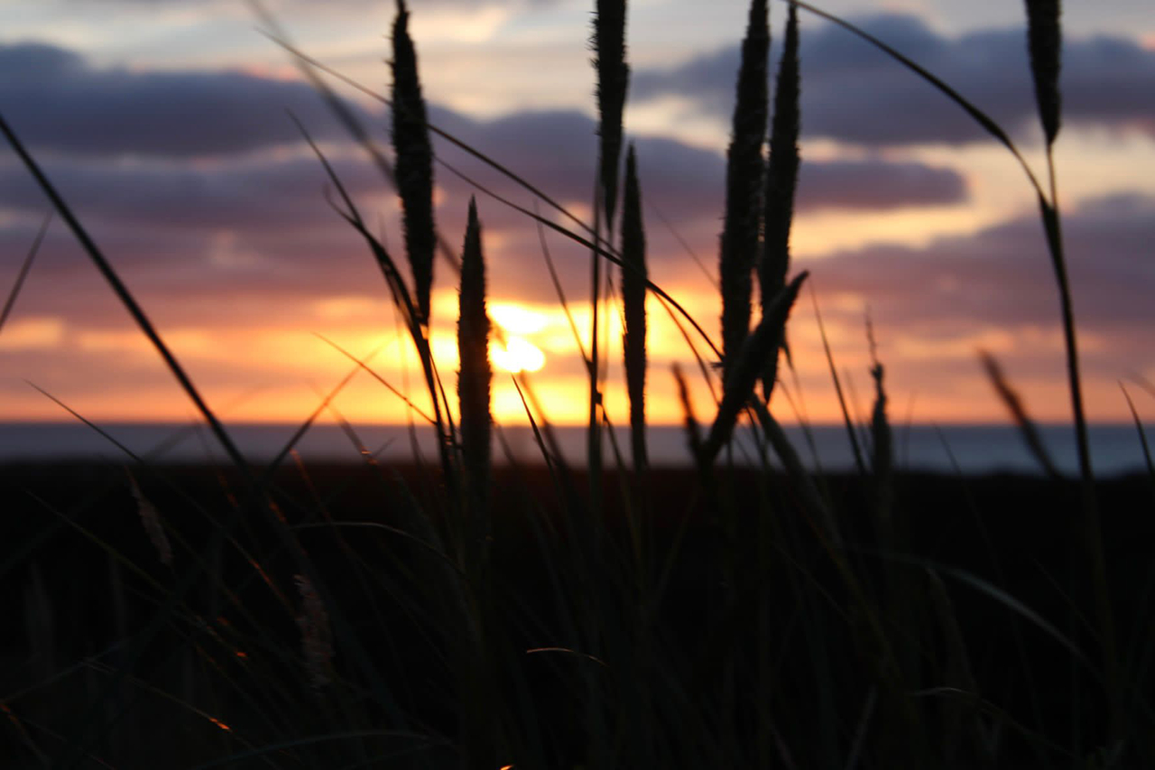 Zonsondergang met gras